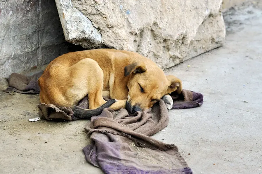 Бездомные собаки