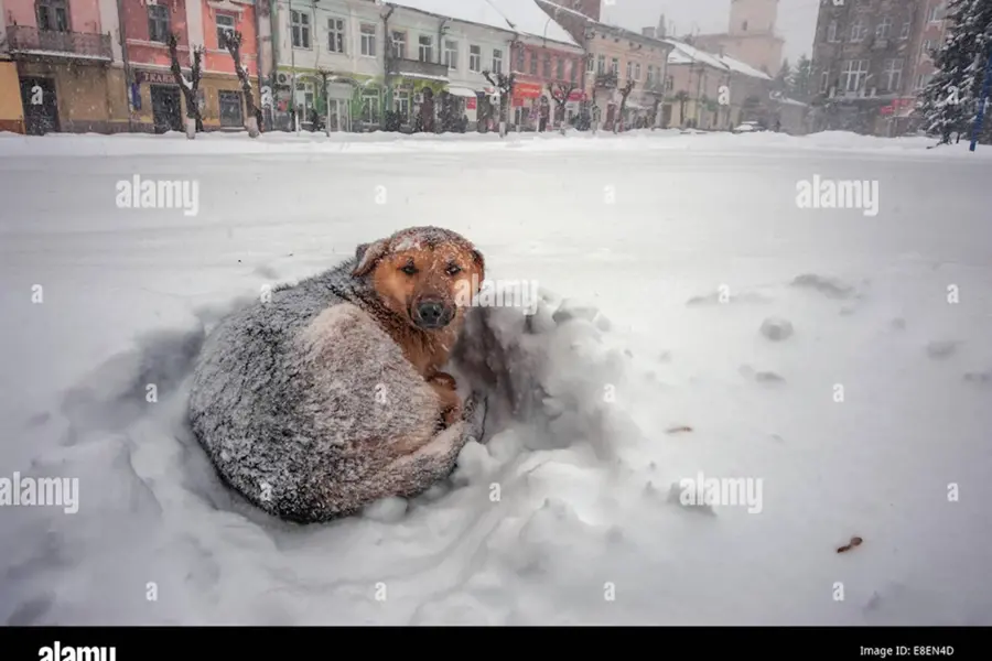 Бездомный пес в снегу