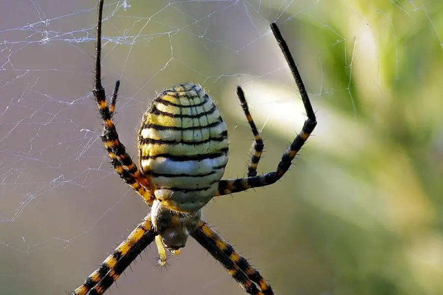 Билайновский паук