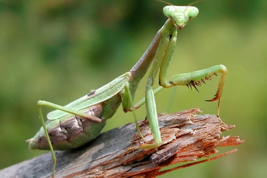 Богомол обыкновенный Mantis religiosa