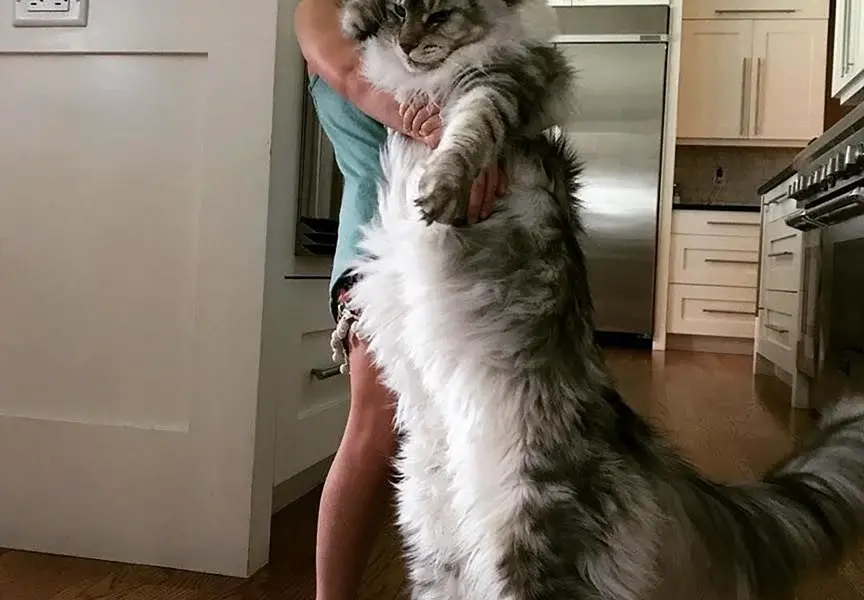 Большая кошка Мейн кун
