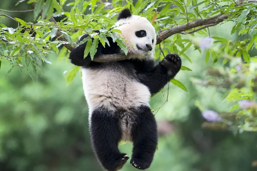 Большая Панда бамбуковый медведь