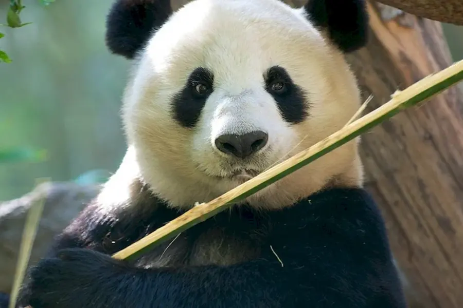 Большая Панда или бамбуковый медведь
