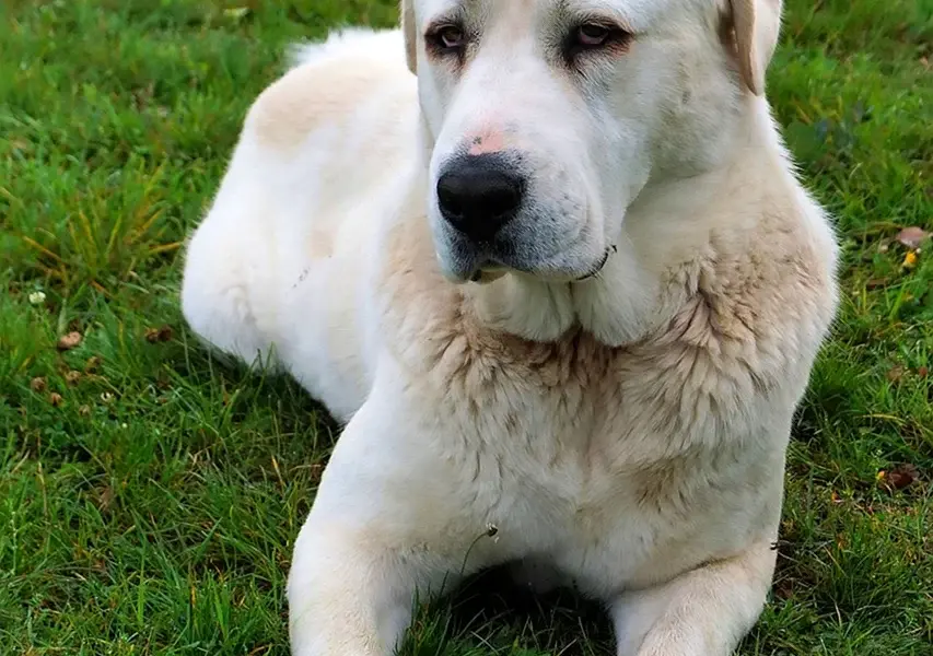 Большие белые собаки