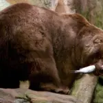 Большой бурый медведь Кадьяк