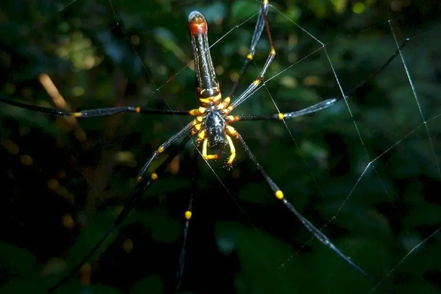 Большой паук в джунглях