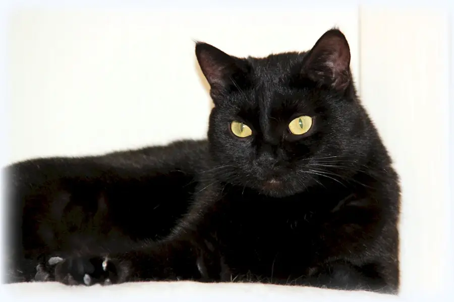 Бомбейский кот черный