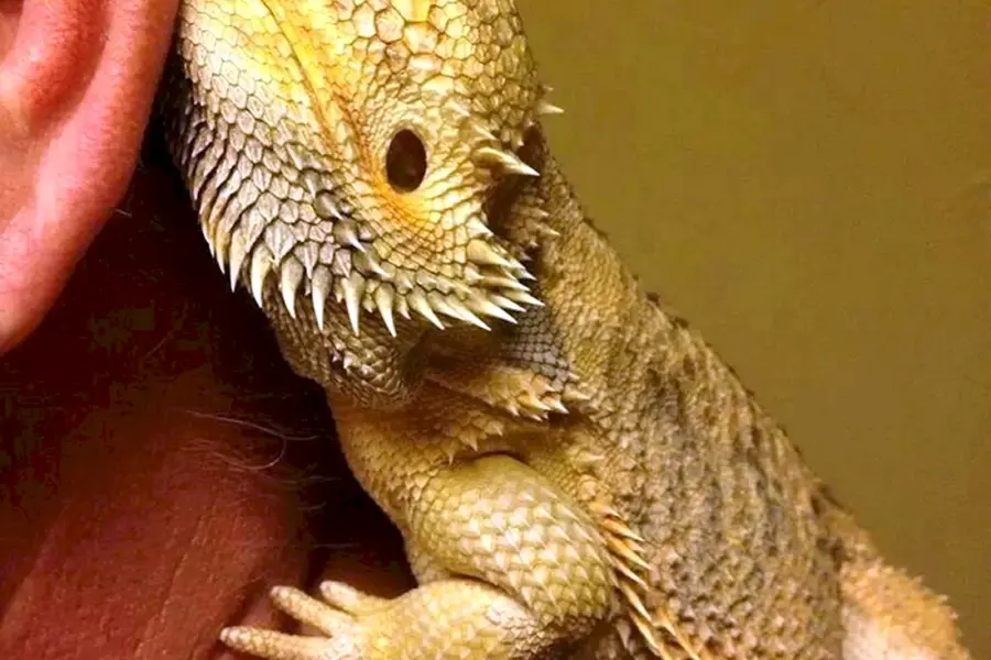 Бородатая агама дракон