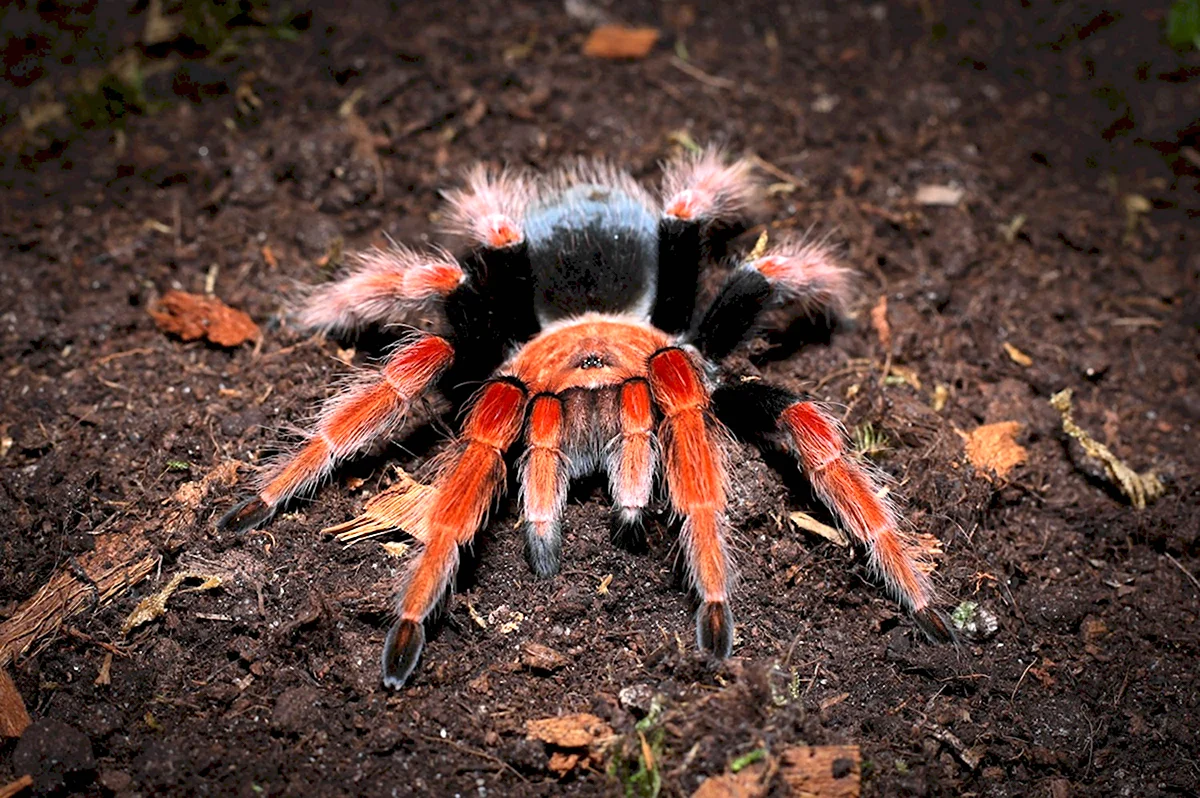 Стоковые фотографии по запросу Brachypelma