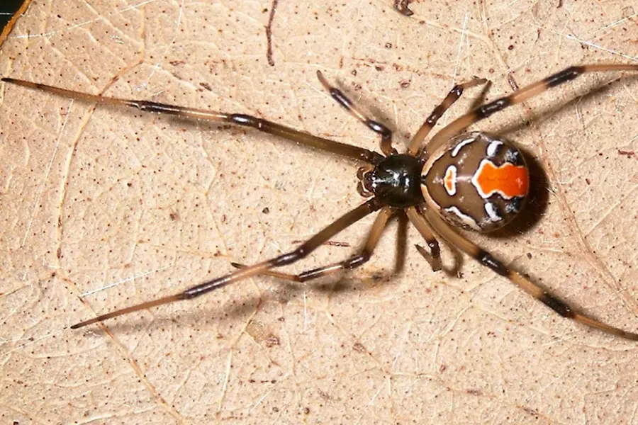 Бразильский красноспинный паук