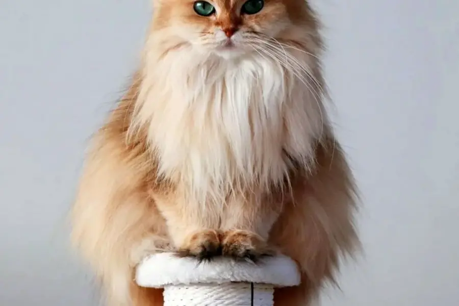 Британская длинношерстная кошка смузи