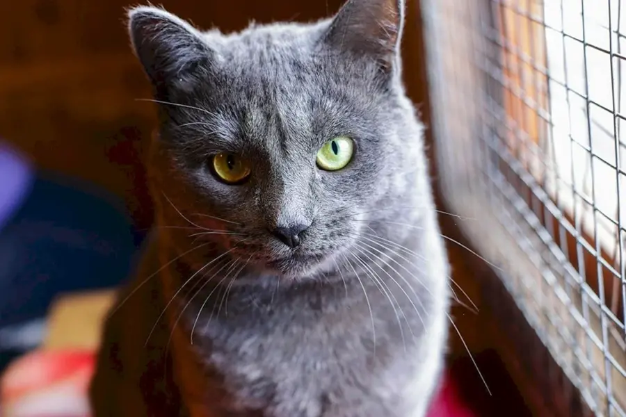 Британская голубая кошка метис