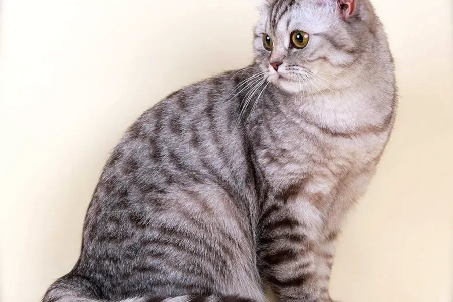Британская короткошёрстная кошка серая полосатая