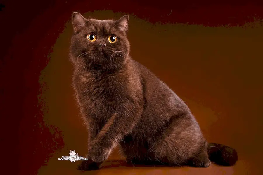 Британская короткошёрстная кошка шоколадная