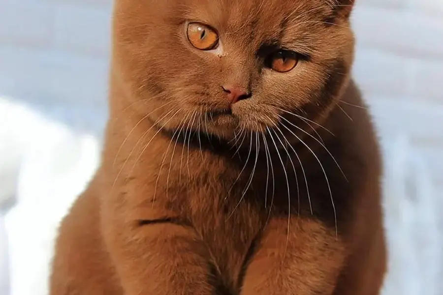 Британская короткошёрстная кошка циннамон