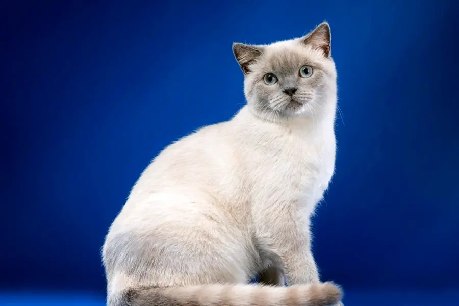 Британская кошка колорпоинт