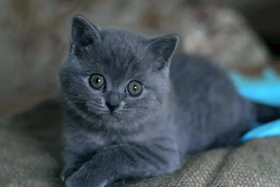 Британская прямоухая голубая кошка