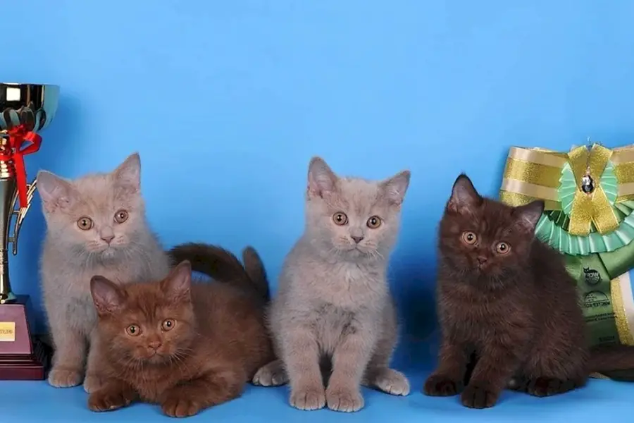 Британские короткошерстные кошки циннамон и фавн