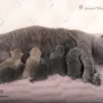 Британские короткошерстные котята Новорожденные