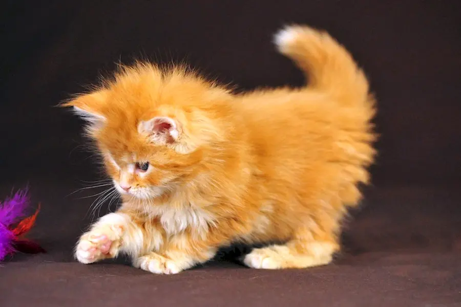 Британский длинношерстный котенок рыжий