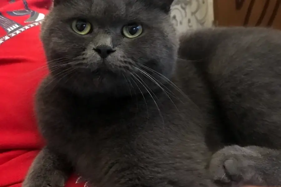 Британский кот прямоухий серый