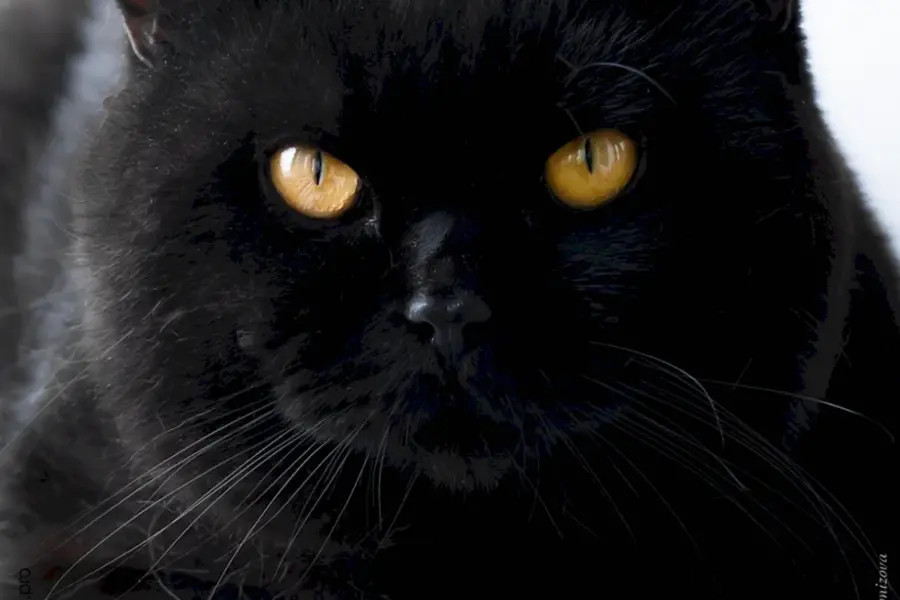 Британский прямоухий кот черный