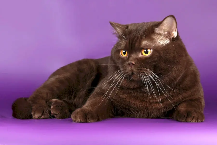 Британский страйт кот шоколадный
