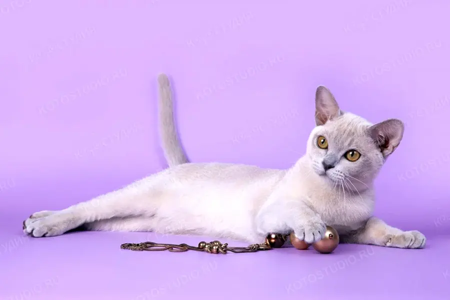 Бурманская кошка белая
