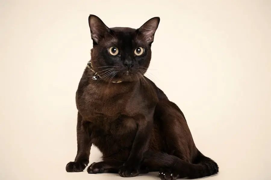Бурманский кот Вилли родословная