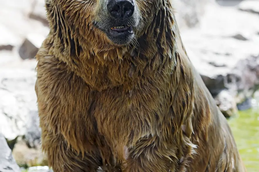 Бурый медведь Архангельская область