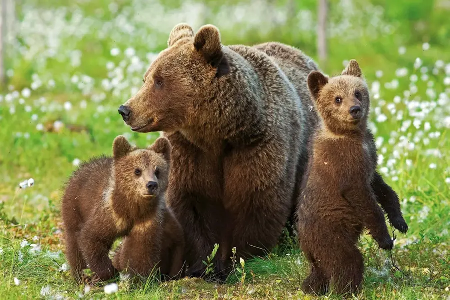 Бурый медведь Брянской области