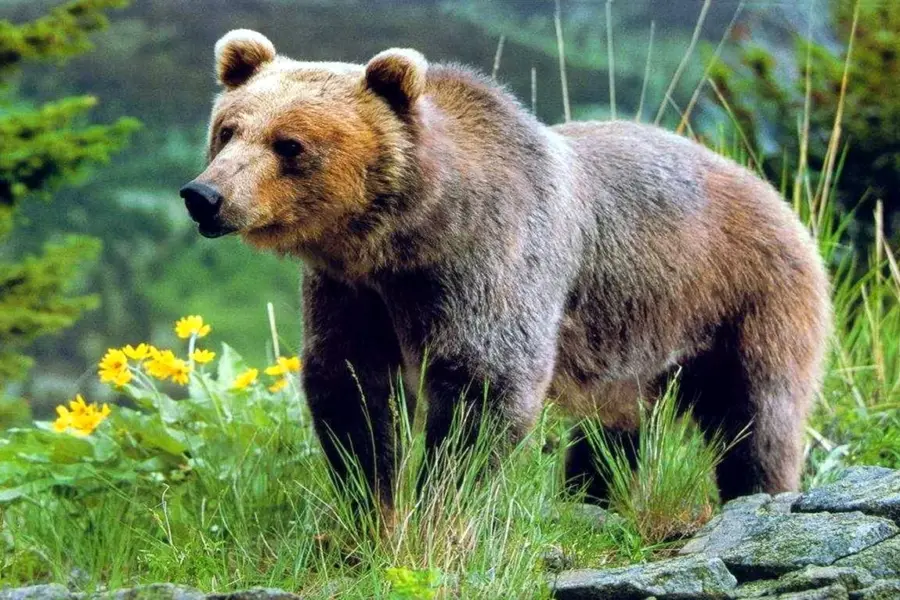 Бурый медведь лат. Ursus arctos