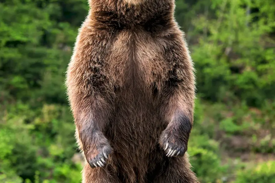 Бурый медведь на задних лапах