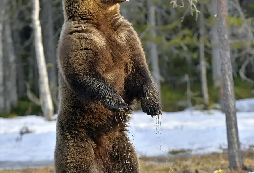 Бурый медведь Нижний Новгород