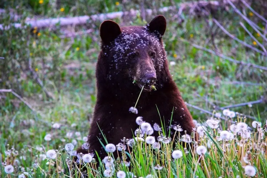 Бурый медведь в Баргузинском заповеднике