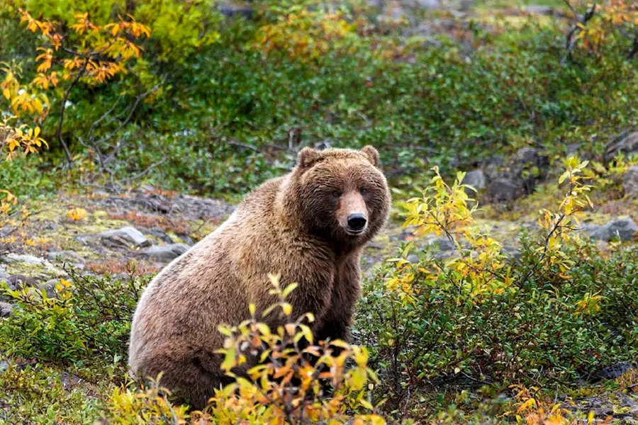 Бурый медведь в лесотундре
