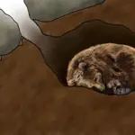 Бурый медведь в спячке