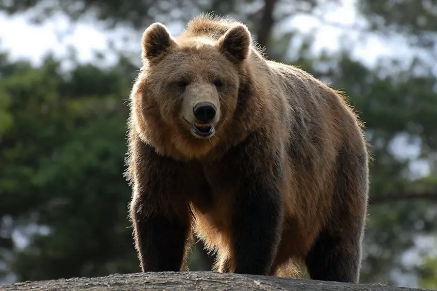 Бурый Тянь-Шанский медведь