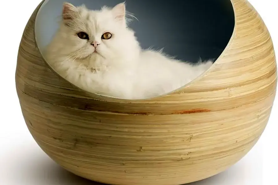 Cat Bamboo