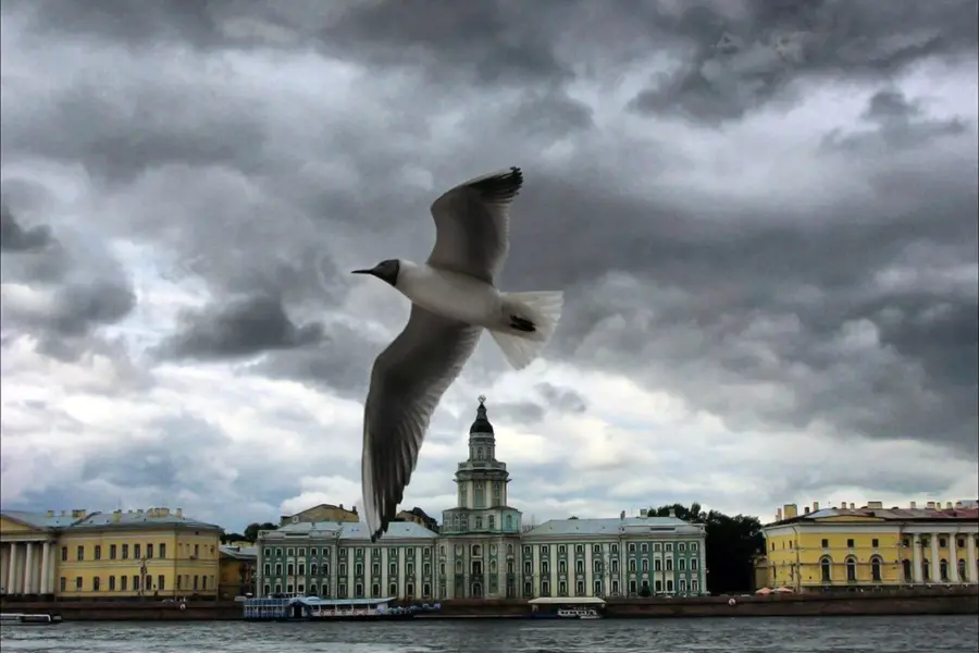 Чайка Санкт-Петербург