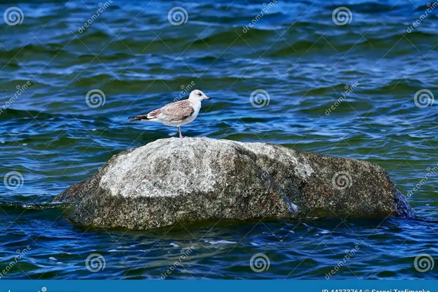 Чайка сидит на Камне