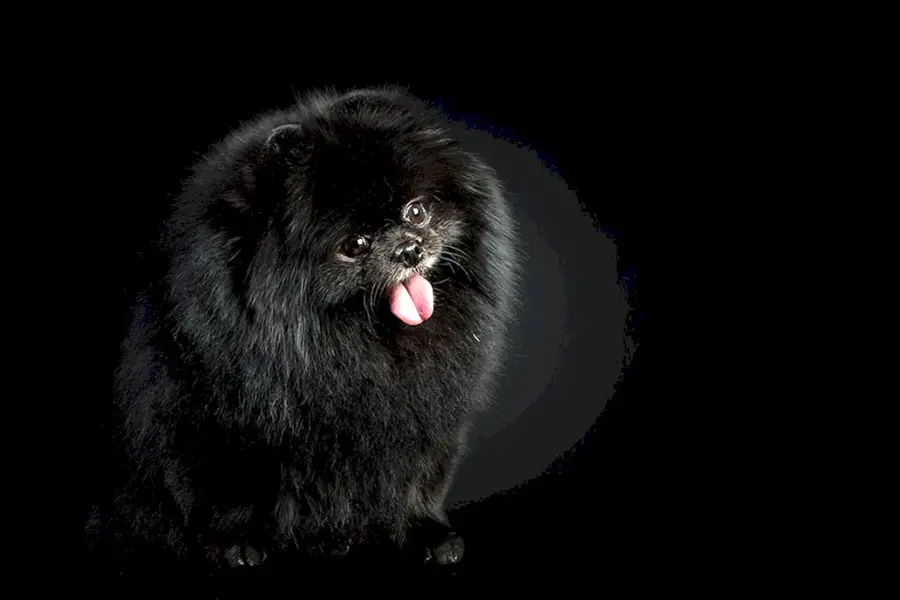 Черная чёрная собака шпиц
