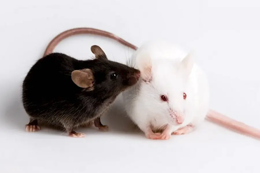 Черная и белая крыса