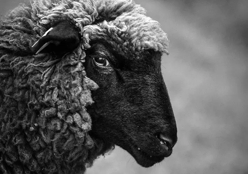 Черная овца