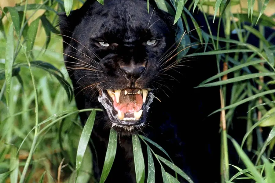 Черная пантера хищник