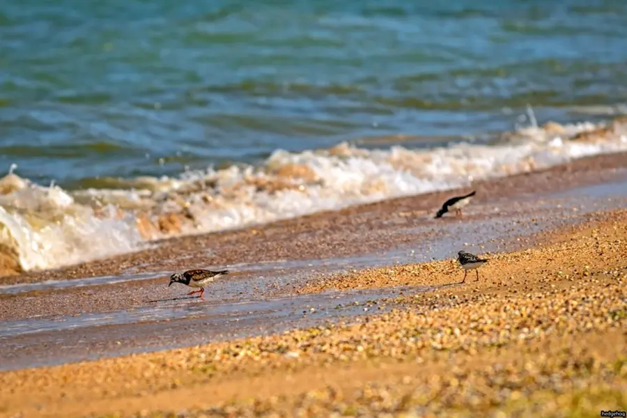Черная птица на Азовском море в Голубицкой