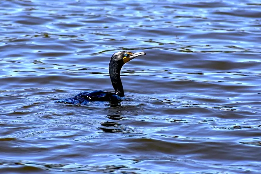 Черная птица ныряет под воду