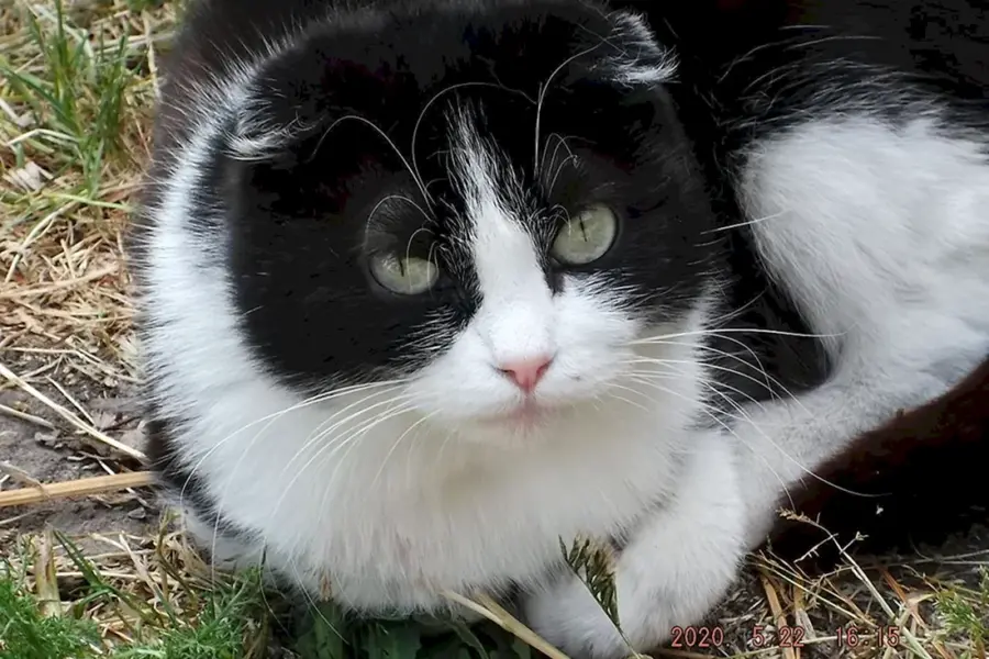 Черно белый шотландский вислоухий кот