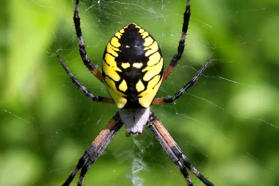 Черно желтый паук в России