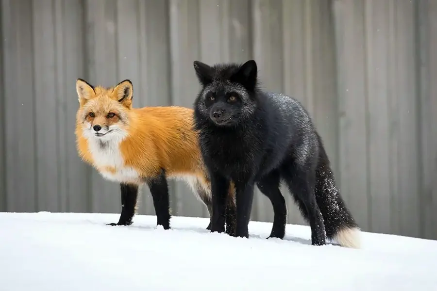 Чернобурая и белая лиса